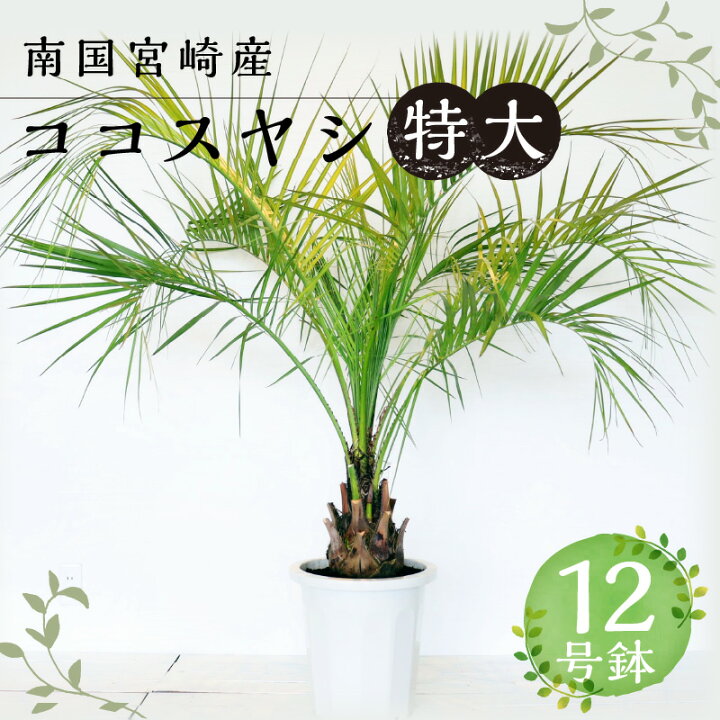 楽天市場】【ふるさと納税】南国宮崎産 ココスヤシ 特大 12号鉢 観葉 