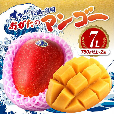 おがたのマンゴー 完熟宮崎マンゴー 1.5kg以上保証 7L サイズ (75...