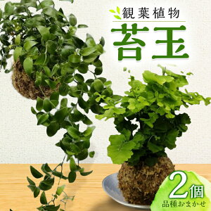 yӂ邳Ɣ[ŁzϗtA ۋ 2Zbg a10cm i킨܂ ݂艺C[ ACr[ sA yy~A  CeA   Ϗ MAKE GARDEN {茧 {s 
