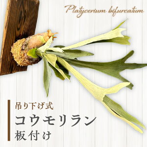 yӂ邳Ɣ[ŁzRE tilU[hj ϗtA A CeA Mtg  S  蕨  p v[g sJNV_ lU[ha LO 