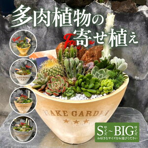 yӂ邳Ɣ[ŁzyTCYIׂzÅ񂹐A ϗtA A ϗt T{e A   CeA  LO a v[g  蕨 S ItBX