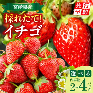 yӂ邳Ɣ[ŁzyIׂeʁzs2026Ns\tyʁEԌz{茧YC`S 500g`1kg ʕ t[c ʎ ʓ ʕ _Y fU[g XC[c J  O 