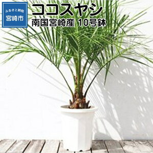 ヤシ 観葉植物の人気商品 通販 価格比較 価格 Com