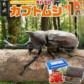 【ふるさと納税】【先行予約☆2026年6月以降お届け】カブトムシ(飼育セット付き) ※限定100セット※ - 国産カブトムシ 生体 オス 1匹 飼育セット 飼育ケース のぼり木 ゼリー付 マット1袋 期間限定 先行受付 送料無料 LG-3311 【宮崎県都城市は2年連続ふるさと納税日本一！】