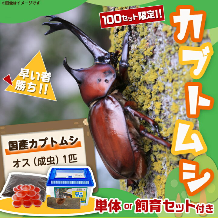 楽天市場】【ふるさと納税】【単体or飼育セット付きが選べる！】国産 