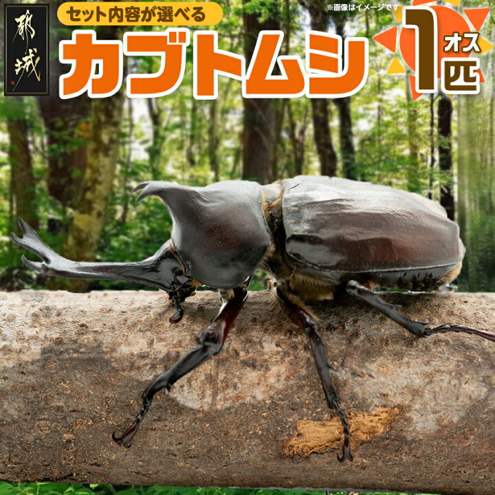 楽天市場】【ふるさと納税】【単体or飼育セット付きが選べる！】国産 
