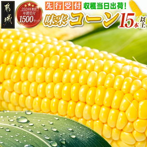 《先行予約！》朝どれ！！都城産スイートコーン(味来コーン)...