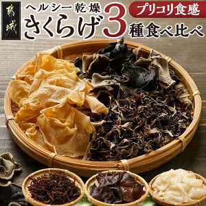 yӂ邳Ɣ[ŁzwV[炰3Hה׃Zbg|Xg - Y sY 炰 XCX 炰 e15g×1 LNQ v`ӂ邳Ɣ[ 퉷 悩񂽂 
