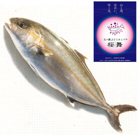 楽天市場 カンパチ Kgの通販