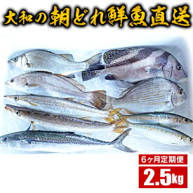 【ふるさと納税】【6ヶ月定期便】大和海商の朝どれ鮮魚直送定期便　2.5kg　旬　国産　宮崎県延岡市　送料無料　E034