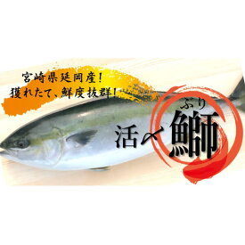 楽天市場 コロナ 支援 ブリ 魚介類 水産加工品 食品の通販 楽天市場 コロナ 支援 ブリ 魚介類 水産加工品 食品の通販