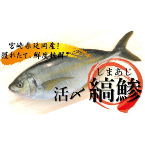 アジの人気商品 通販 価格比較 価格 Com アジの人気商品 通販 価格比較 価格 Com