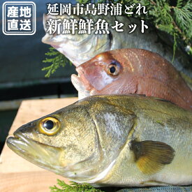 楽天市場 メジナ 食品 の通販