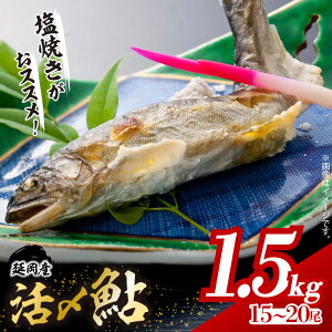 �y�ӂ邳�Ɣ[�Łz�y��s�\��z2026�N5����菇������ ���]����4.85 ���Y �� 1.5kg 15�� �` 20�� ���� �C�Y�� ���Y �����Y �Ⓚ 1�܂��� ������ � ���V�s�t�� ���Ă� ���߂� �G�� ���{���Y ����