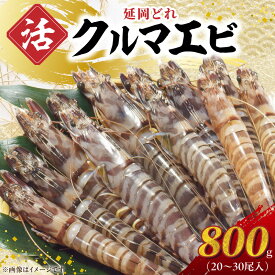 【ふるさと納税】延岡どれクルマエビ 宮崎県延岡市 送料無料
