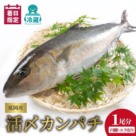 【ふるさと納税】【最短10日後以降発送可】魚 魚介 カンパチ 1尾 内臓 エラ取り 延岡産 お刺身 活〆鮮魚 請関水産 職人技 脱血鮮魚 海鮮丼 焼き物 しゃぶしゃぶ 新鮮 チルド冷蔵 冷蔵 国産 産地直送 食品 魚介類 水産加工品 送料無料