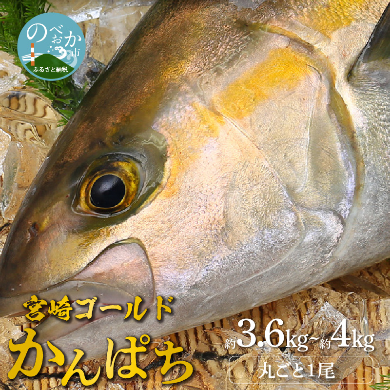 【楽天市場】【ふるさと納税】刺身 魚 かんぱち 丸ごと 1尾 約3.6kg