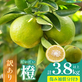 【ふるさと納税】先行予約 訳あり 橙 だいだい 計3.8kg以上 傷み補償分付き 期間限定 数量限定 フルーツ 果物 くだもの みかん 柑橘 国産 食品 訳アリ 家庭用 おすそ分け おすすめ ポン酢 マーマレード ジャム 調味料 正月飾り 不揃い 傷 規格外 宮崎県 日南市 送料無料