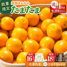 【ふるさと納税】≪選べる≫完熟 きんかん たまたま or たまたまエクセレント 計1kg以上 傷み補償分入り 宮崎 期間限定 数量限定 フルーツ 果物 くだもの ブランド 金柑 柑橘 令和8年発送 化粧箱入り 国産 食品 人気 おすすめ ギフト 贈り物 贈答 おすそ分け 日南市 送料無料