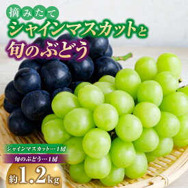 【ふるさと納税】摘みたてシャインマスカットと旬のぶどう 1.2kg程度国産 フルーツ 果物 くだもの ブドウ シャインマスカット 贈答用 限定 ふるさと 人気 おすすめ 贈答 ギフト お裾分け プレゼン 宮崎県 小林市 送料無料