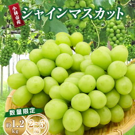 【ふるさと納税】【数量限定】シャインマスカット 1.2kg 農家直送（ぶどう 葡萄 高級フルーツ 甘い 高糖度 ジューシー みずみずしい 芳醇 数量限定 期間限定 旬の果物 人気返礼品)