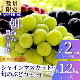 【ふるさと納税】【選べる内容量】完熟たわわシャインマスカットと旬ぶどうセット1.2kg（2～3房）～2kg（3～5房）（フルーツ ぶどう シャインマスカット 贈答用 産地直送 契約農場 おすすめ ふるさと 宮崎)