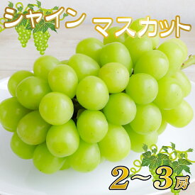 【ふるさと納税】【産直もぎたて】シャインマスカット 1.3kg程度（2～3房 果実 くだもの フルーツ ブドウ 限定）