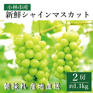 yӂ邳Ɣ[ŁzyYāzVNVC}XJbg2[i1.1kgxjiʎ t[c Ԃǂ }XJbg 2025 s\ lC  { юsj