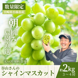 【ふるさと納税】【2026年発送 先行予約】朝摘み樹上完熟シャインマスカット 2kg程度（ブドウ ぶどう シャインマスカット フルーツ 先行受付 2026 宮崎県）