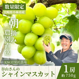【ふるさと納税】【2026年発送 先行予約】特選大房朝摘み完熟シャインマスカット1房 750g程度（ブドウ ぶどう フルーツ シャインマスカット 先行受付 2026 宮崎県）