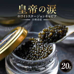 yӂ邳Ɣ[ŁzzCgX^[WLrA 20g c̗ Y `EU  {茧