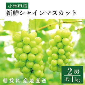 【ふるさと納税】【令和8年発送】新鮮シャインマスカット2房 1kg程度（国産 フルーツ ぶどうブドウ 果物 くだもの 旬 2026 限定）