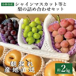 yӂ邳Ɣ[Łzys\zVC}XJbg  Zbg 2kg ʌ st I t[c ʕ Ԃǂ 2025N