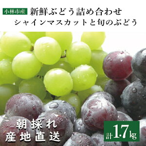 yӂ邳Ɣ[ŁzystEYāzVC}XJbgƏ{̂Ԃǂ v1.7kgxiʎ t[c Ԃǂ }XJbg 2025 s\ lC  { юsj