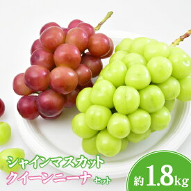【ふるさと納税】【ぶどう2種食べ比べ】シャインマスカット＆クイーンニーナ 計1.8kg程度（国産 フルーツ 果物 くだもの ブドウ シャインマスカット クインニーナ 食べ比べ）