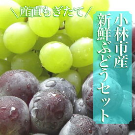 【数量限定】シャインマスカットと旬のぶどう　1.8kg（果実 フルーツ ぶどう マスカット 2026 人気 限定 宮崎 小林市）
