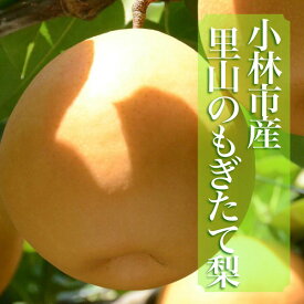 【ふるさと納税】【産直もぎたて】里山のもぎたて梨 4kg程度（フルーツ 果物 旬 梨 国産 限定 期間限定）