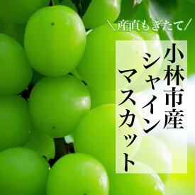 【ふるさと納税】【産直もぎたて】摘みたてシャインマスカット　約700g×1房