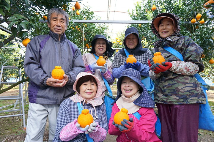 楽天市場 ふるさと納税 先行予約 たけちゃん農園直送 じゅわーっと甘い不知火約3kg ハウス栽培 化粧箱入り 10 74 宮崎県日向市