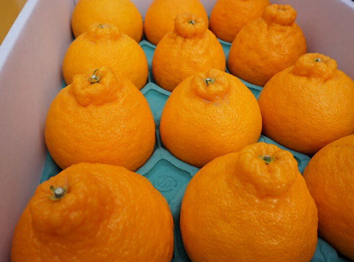 楽天市場 ふるさと納税 先行予約 たけちゃん農園直送 じゅわーっと甘い不知火約3kg ハウス栽培 化粧箱入り 10 74 宮崎県日向市