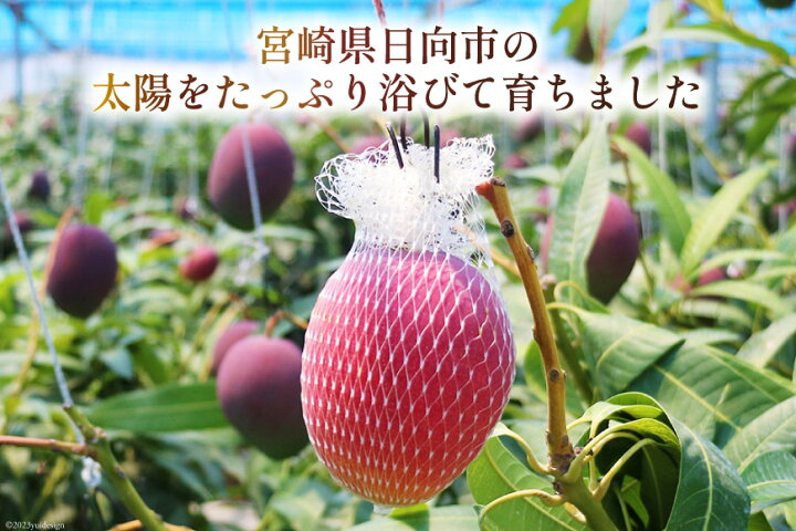 楽天市場】【ふるさと納税】【2025年夏発送】 訳あり マンゴー 宮崎 