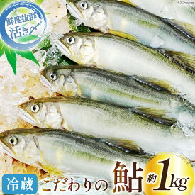 【ふるさと納税】 【先行受付】鮎 こだわりの生鮎 約1kg [株式会社 あゆの是則 宮崎県 日向市 452060096] あゆ アユ 魚 魚介 川魚 塩焼き 甘露煮 冷蔵 生あゆ 子持ち鮎