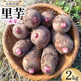 【ふるさと納税】 レビューキャンペーン 【期間限定発送】 里芋 赤芽 2kg [甲斐自然派農園 宮崎県 日向市 452060525] さといも ホクホク