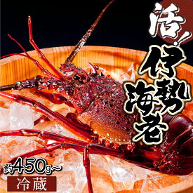 【ふるさと納税】【先行予約】＜数量限定＞宮崎県串間産伊勢エビ(約450g〜800g) 串間産の伊勢エビを活きたままご自宅に産地直送！ 伊勢海老 海の幸【豊漁丸】【HRISI】