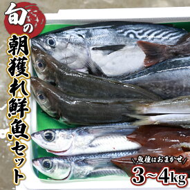【ふるさと納税】【先行予約受付中】宮崎県串間産 朝獲れ鮮魚セット計約3〜4kg(4〜5種) 定置網による厳選「朝獲れ鮮魚」を漁師直送！ 海の幸【合同会社Houryoumaru】【KU070】