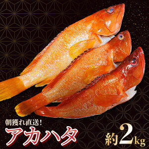 yӂ邳Ɣ[Łzs\tI2026N7菇{茧ԎYAJn^(v750g`2kgE2~8C)ꋙɂ钩ǂꍂtI C̍KyLہz