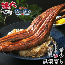 【ふるさと納税】【数量限定】選べる！特大くしまの黒潮うなぎ蒲焼【大田商店】【OTUTD】
