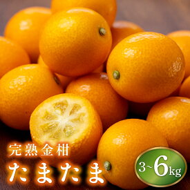 【ふるさと納税】＜先行予約・数量限定＞ 選べる容量！完熟金柑たまたま3kg〜6kg 宮崎ブランドの完熟きんかん！ 皮ごとまるかじりできる！【KU432】
