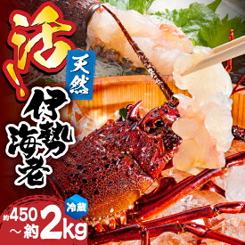 【ふるさと納税】【先行予約】＜数量限定＞宮崎県串間産伊勢エビ(約450g〜2kg) 海老 海鮮 エビ 国産 宮崎県産 魚介 お刺身 刺身 伊勢エビ ボイル焼き ギフト プレゼント 贈り物 贈答 ふるさと おすすめ グルメ 宮崎 蒸し焼き 宮崎県 串間市 送料無料