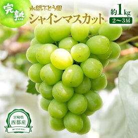 【ふるさと納税】シャインマスカット 約1kg（2〜3房）皮ごとOK 種なし 宮崎県 西都市「水間ぶどう園」フルーツ ブドウ 高級 ぶどう 葡萄 果物 くだもの シャイン マスカット 先行予約＜16-2a＞